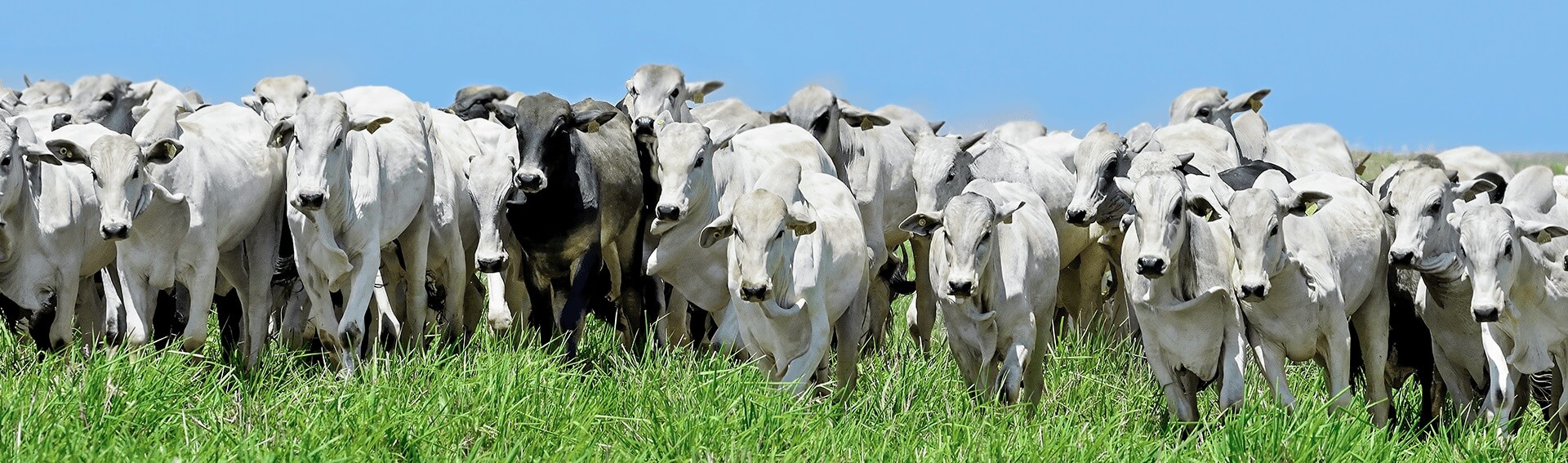 Cattle background