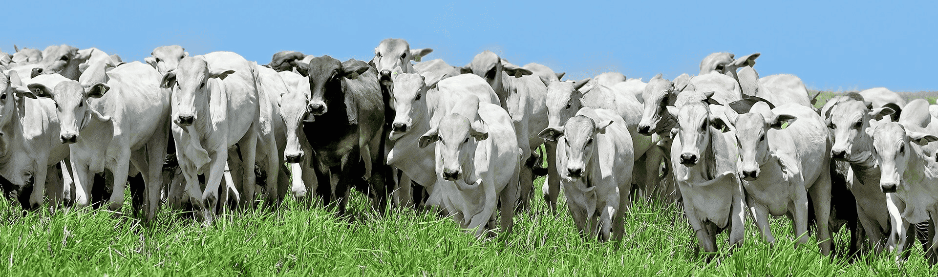 Resistência aos carrapaticidas